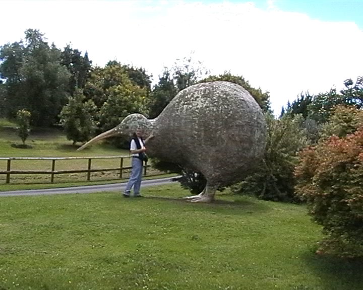 Kiwi-Plastik